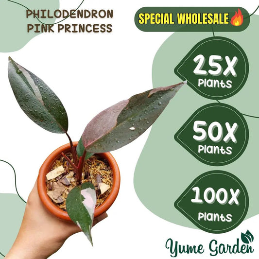 Philodendron Pink Princess Plant Wholesale 25x 50x 100x - Yume Gardens Indonesia