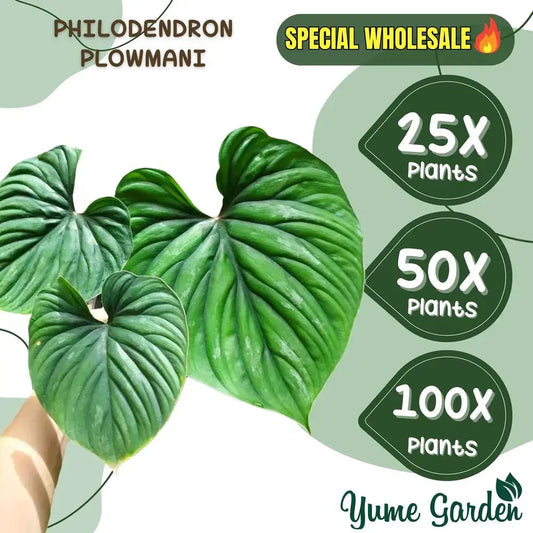 Philodendron Plowmanii Wholesale 25x 50x 100x - Yume Gardens Indonesia