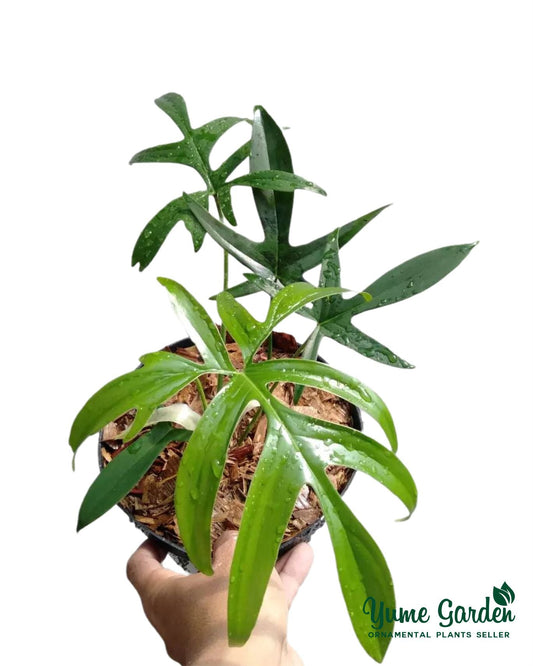 Philodendron Quercifolium For Sale And Wholesale With Good Prices - Contact Us by Whatsapp - Yume Gardens Indonesia