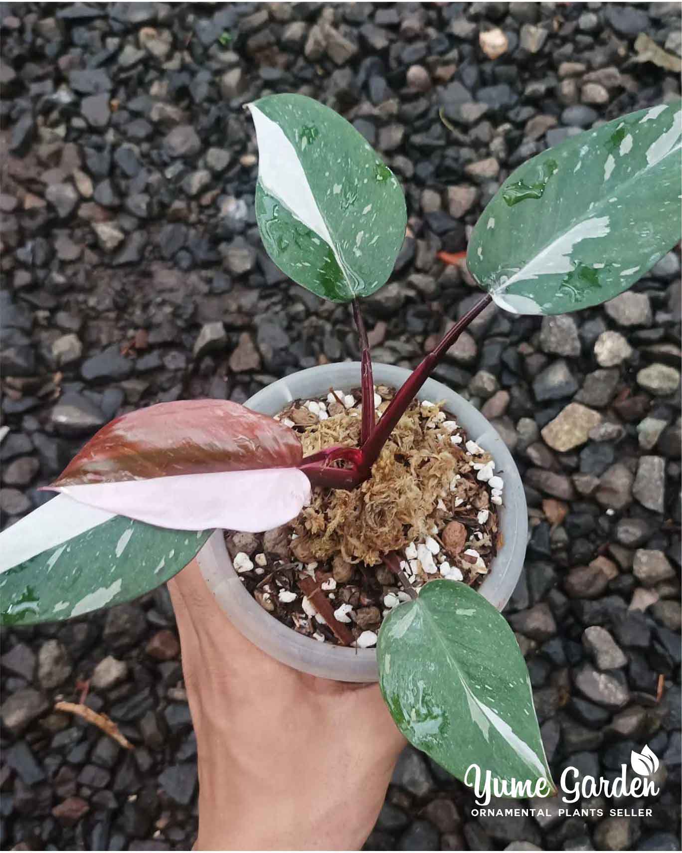 Red Anderson high quality philodendron rare plant/US SELLER