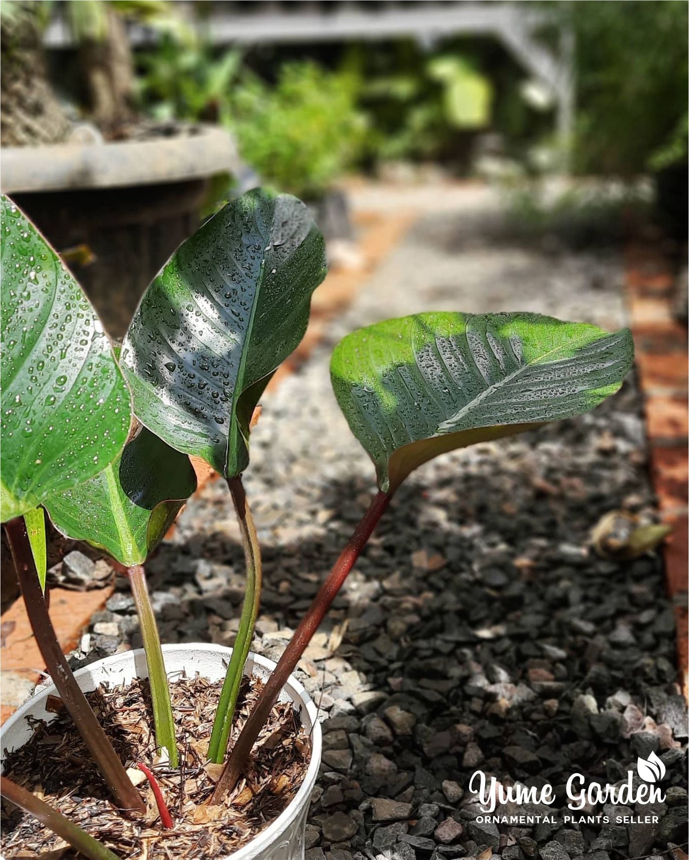 Philodendron Red Congo For Sale With Good Prices - Yume Gardens Indonesia