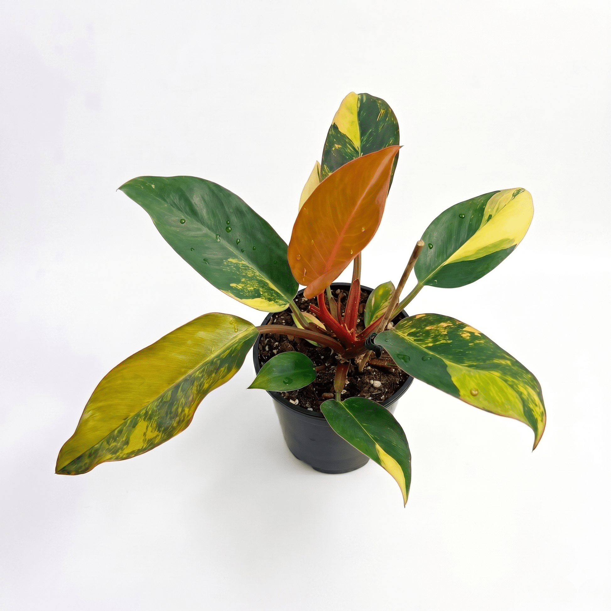 Philodendron Red Congo Variegated | Rare Collector Aroid – Yume Garden - Yume Gardens Indonesia