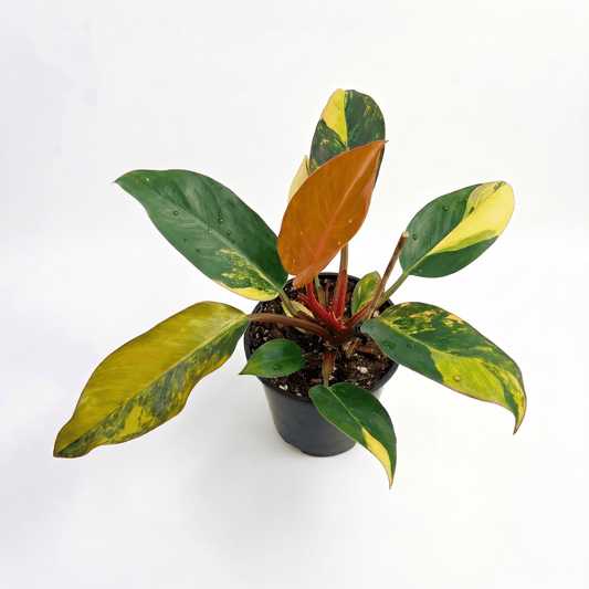Philodendron Red Congo Variegated | Rare Collector Aroid – Yume Garden - Yume Gardens Indonesia