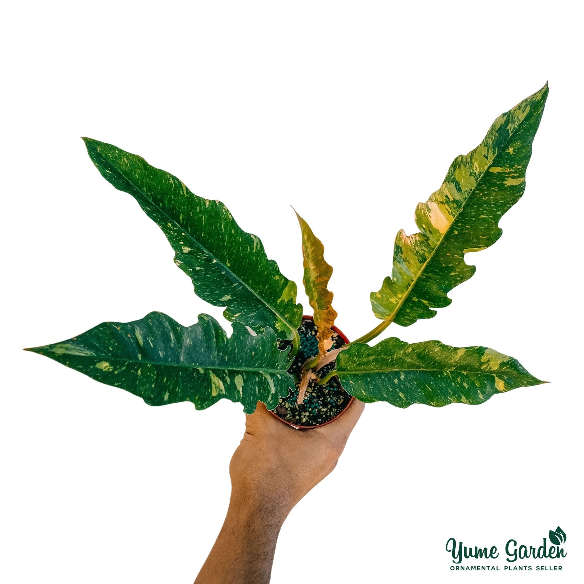 philodendron & 39 Philodendron Ring of Fire For With Good Prices – Yume Gardens Indonesia