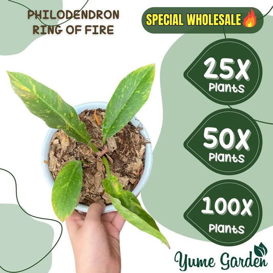 Philodendron Ring of Fire Wholesale 25x 50x 100x - Yume Gardens Indonesia