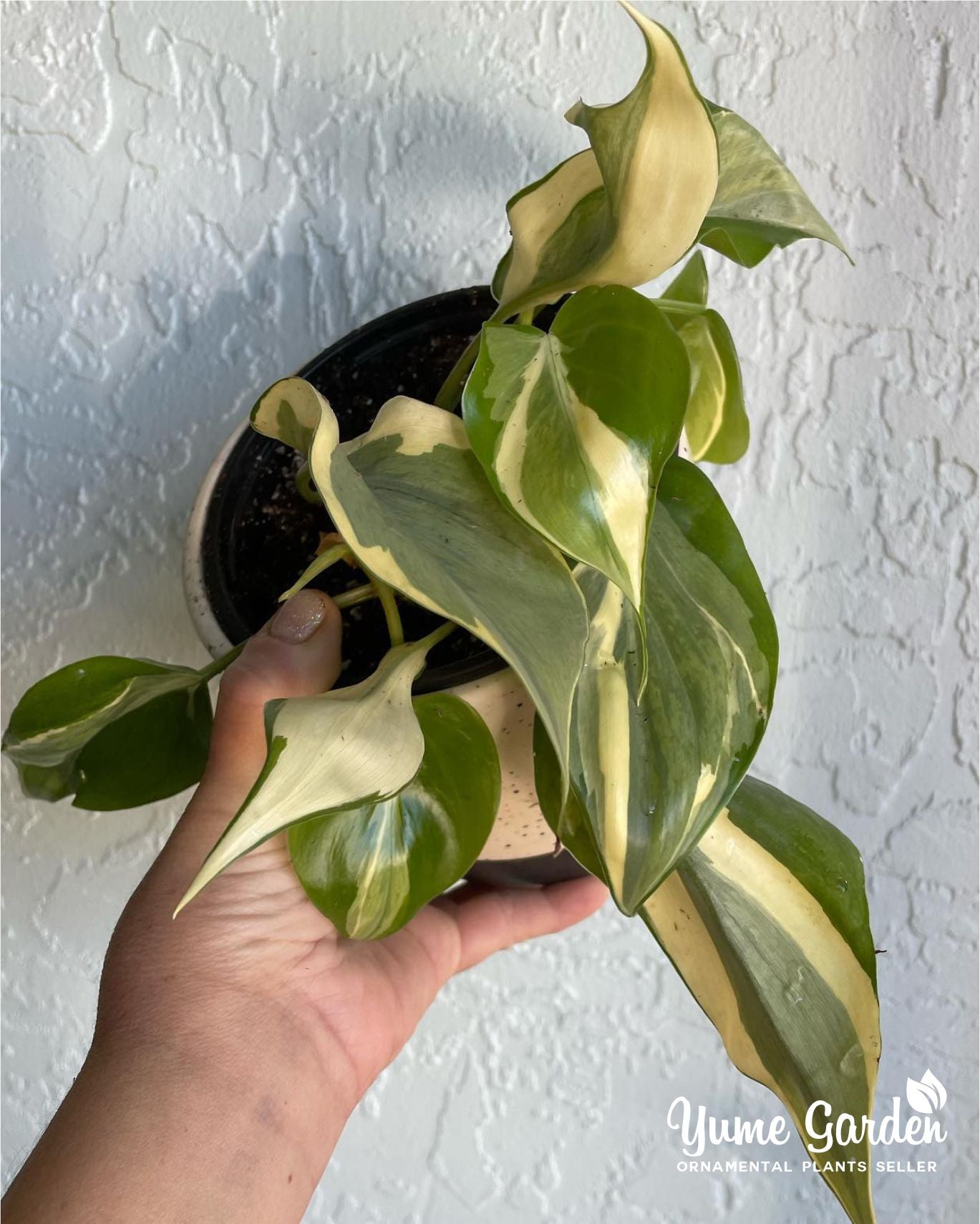 Philodendron Rio For Sale With Good Prices - Yume Gardens Indonesia