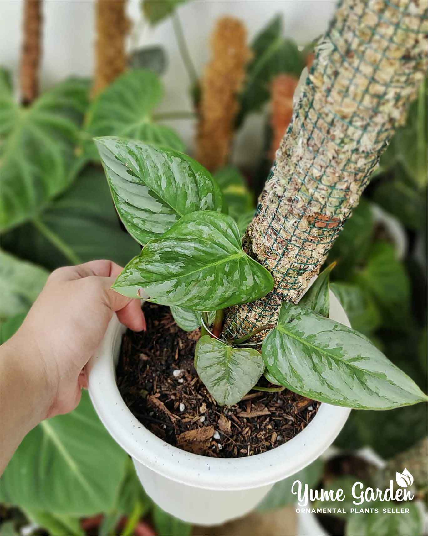 Philodendron Sodiroi - Yume Gardens Indonesia