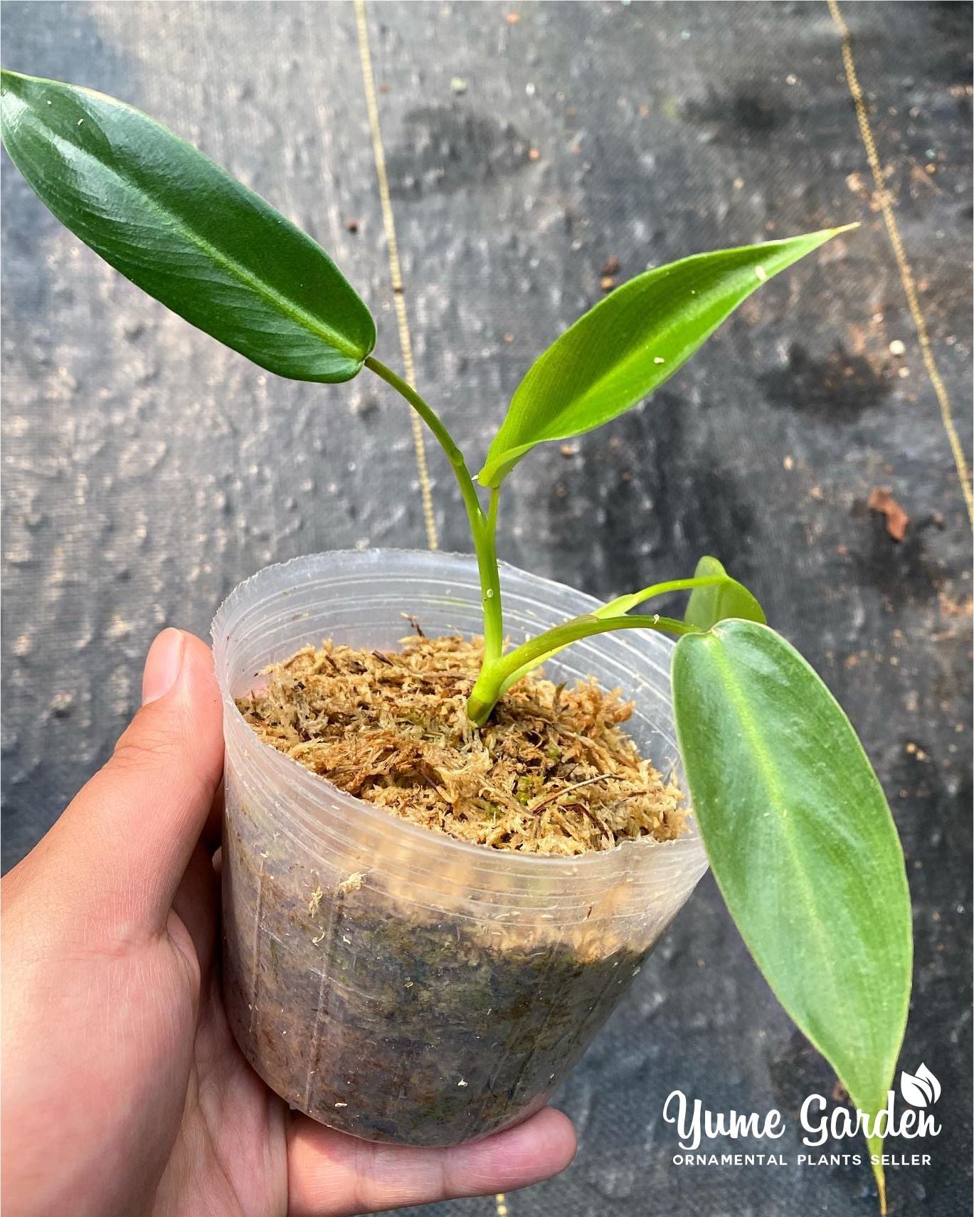 Philodendron Spiritus Sancti For Sale And Wholesale With Good Prices - Contact Us by Whatsapp - Yume Gardens Indonesia