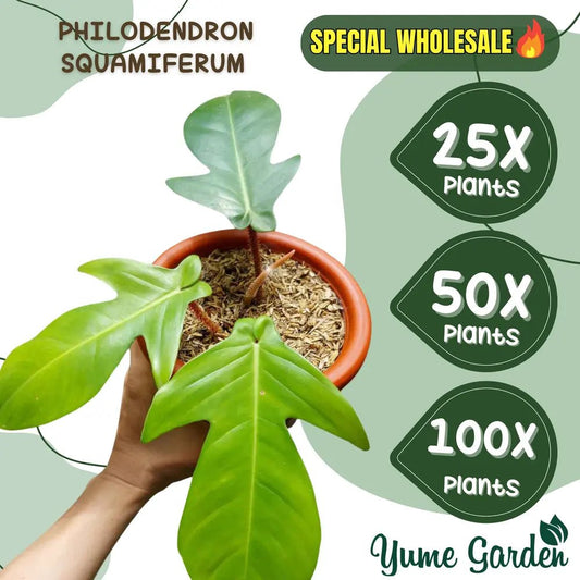 Philodendron Squamiferum Wholesale 25x 50x 100x - Yume Gardens Indonesia