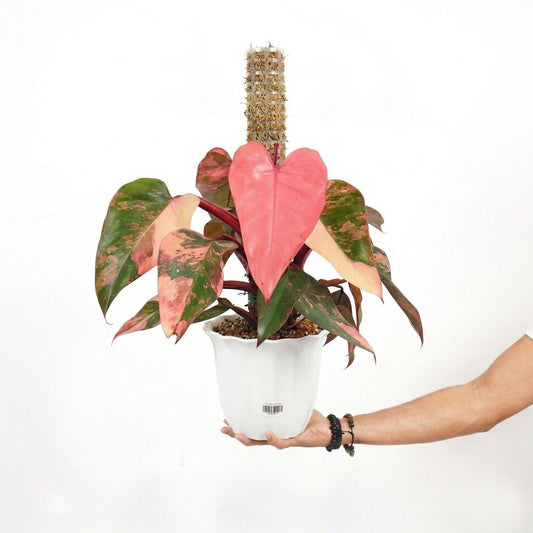 Philodendron Strawberry Shake - Yume Gardens Indonesia