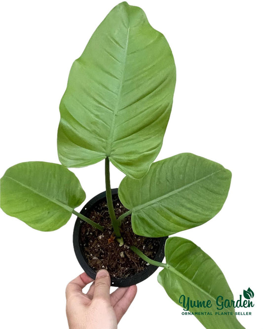 Philodendron Tenue For Sale With Good Prices - Yume Gardens Indonesia