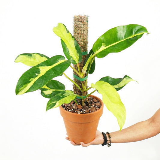 Philodendron Thai Sunrise - Yume Gardens Indonesia