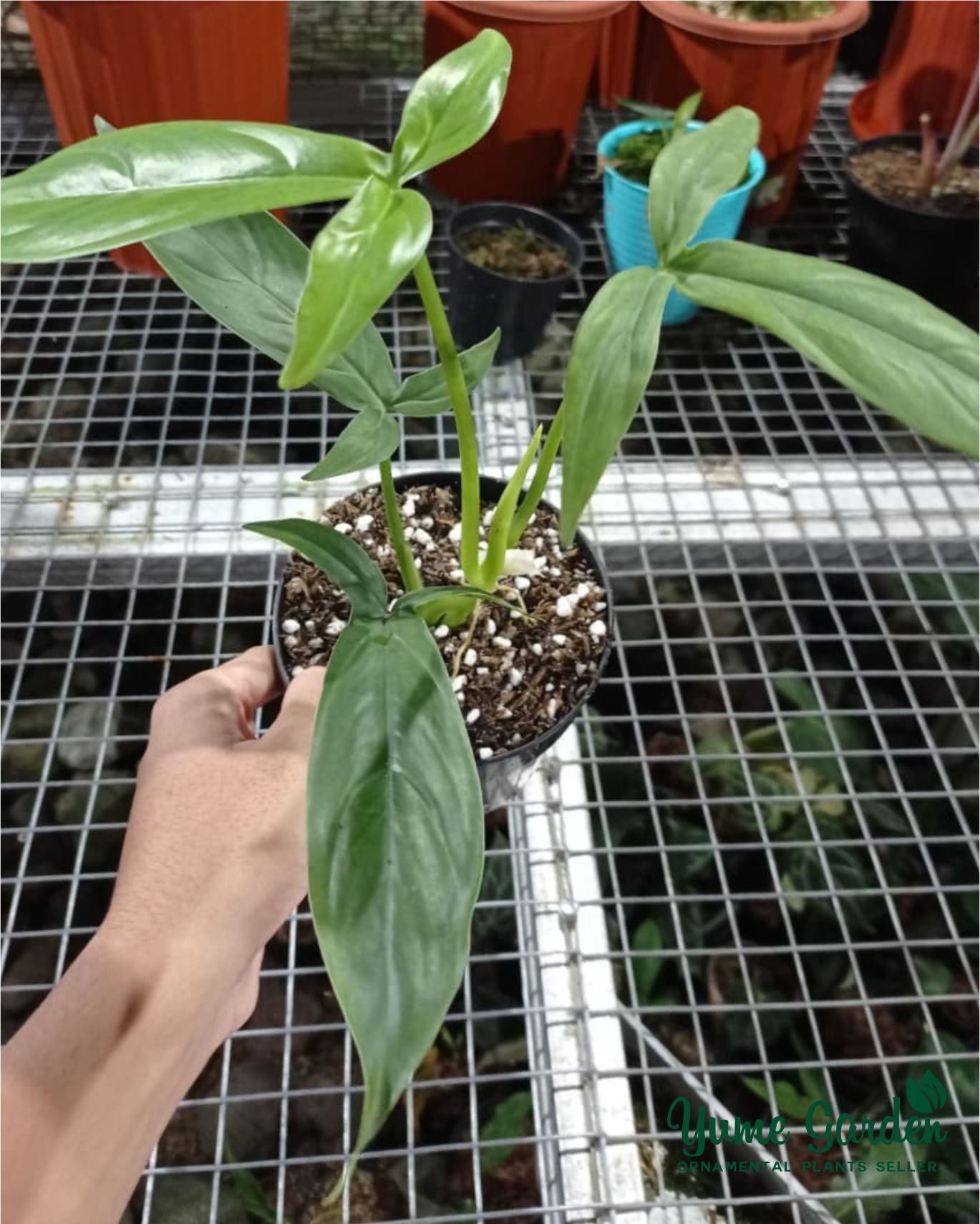 Philodendron Tripartitum For Sale With Good Prices - Yume Gardens Indonesia