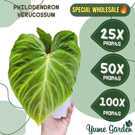 Philodendron Verrucosum Wholesale 25x 50x 100x - Yume Gardens Indonesia