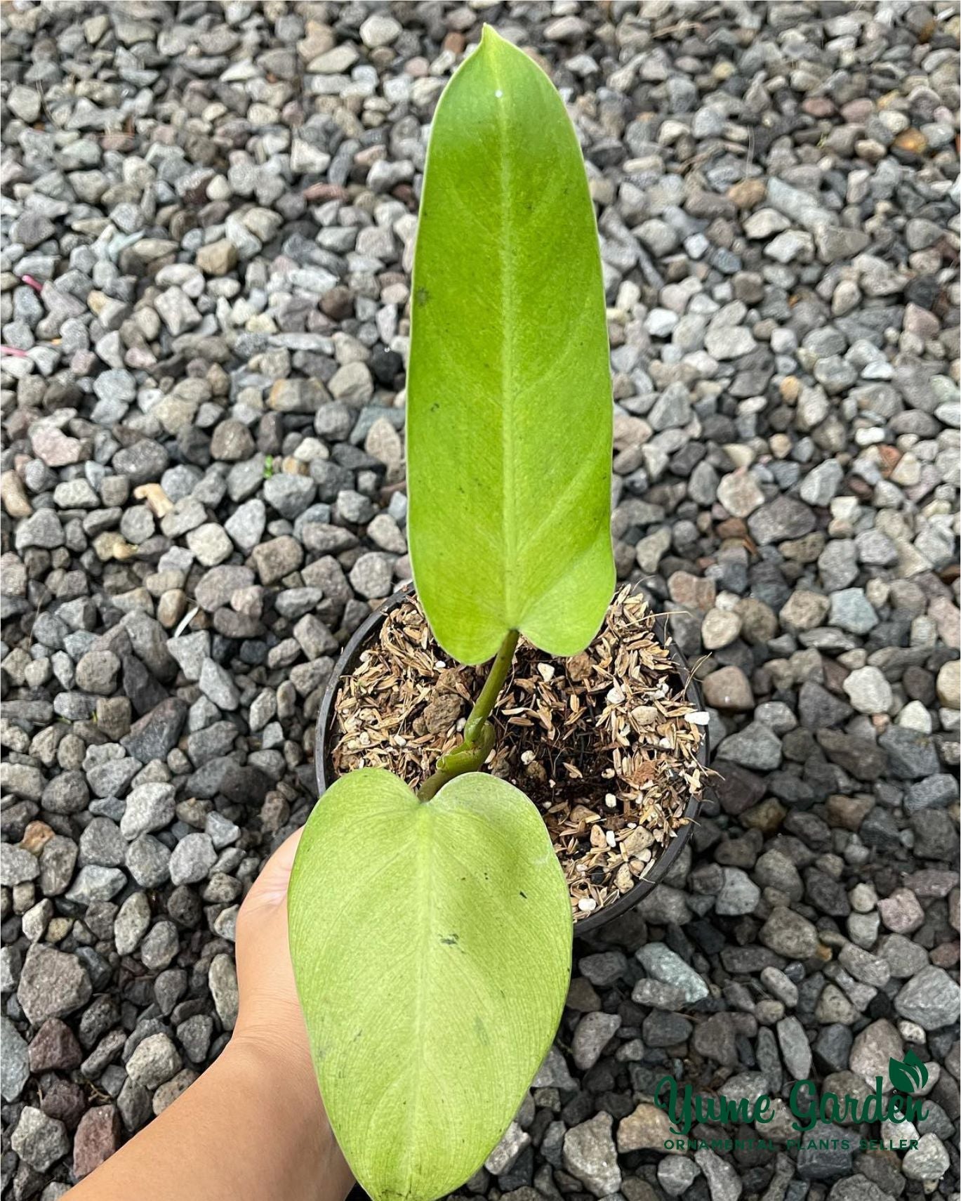 Philodendron Whipple Way For Sale With Good Prices - Yume Gardens Indonesia