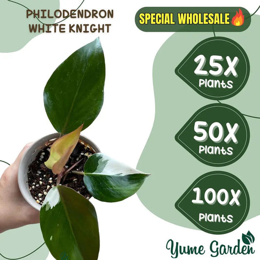 Philodendron White Knight Wholesale 25x 50x 100x - Yume Gardens Indonesia