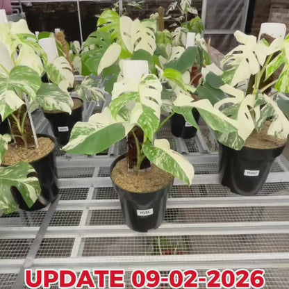 Monstera Albo Half Moon Variegated