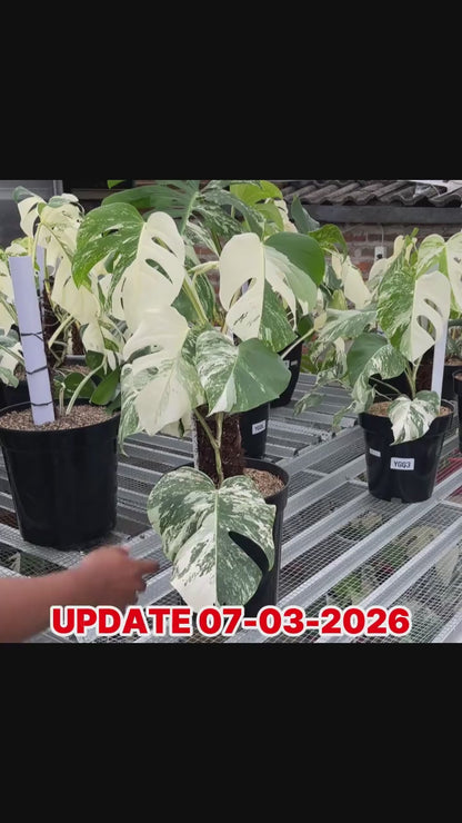 Monstera Albo Half Moon Variegated