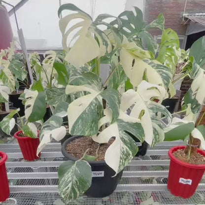 Monstera Albo Half Moon Variegated
