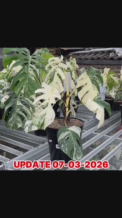 Monstera Albo Half Moon Variegated