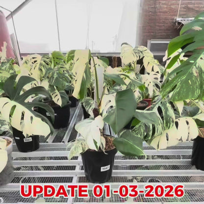 Monstera Albo Half Moon Variegated