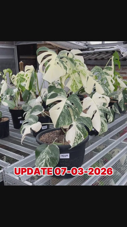 Monstera Albo Half Moon Variegated