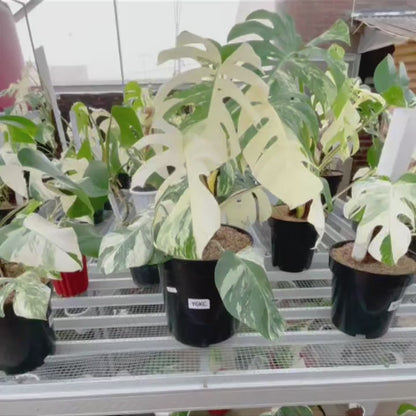 Monstera Albo Half Moon Variegated