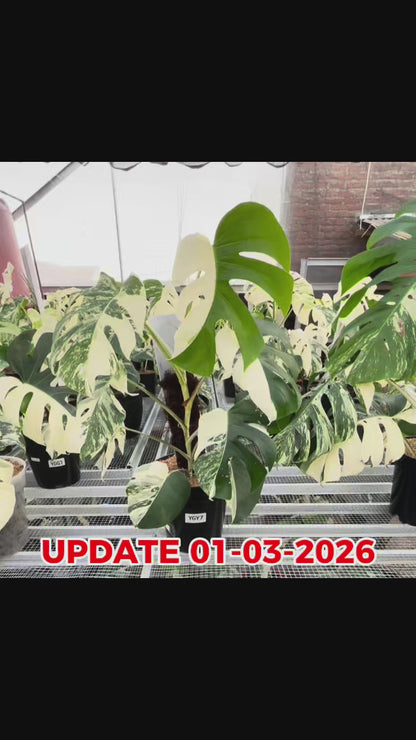 Monstera Albo Half Moon Variegated