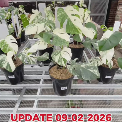 Monstera Albo Half Moon Variegated