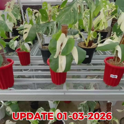 Monstera Albo Half Moon Variegated