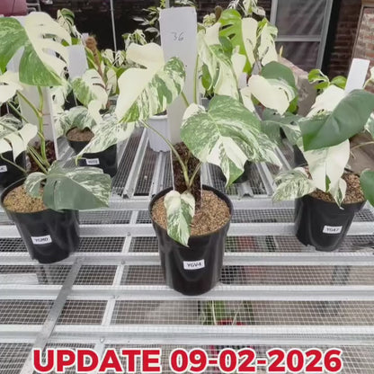 Monstera Albo Half Moon Variegated