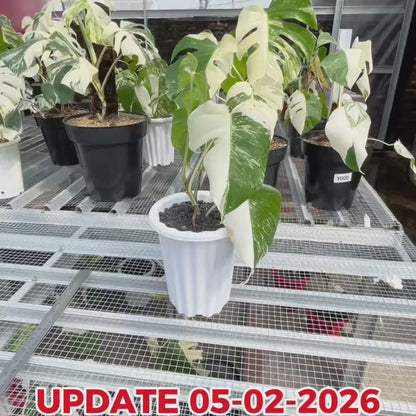 Monstera Albo Half Moon Variegated