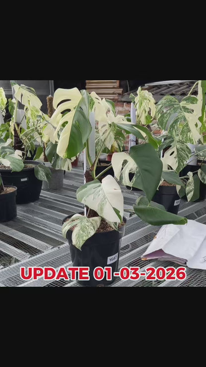 Monstera Albo Half Moon Variegated