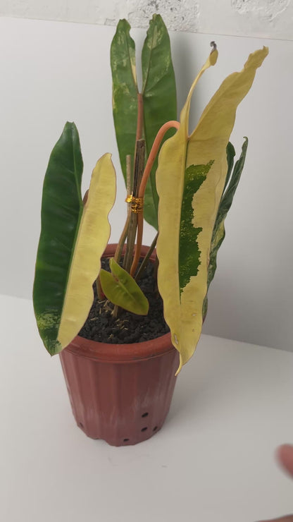 Philodendron Billietiae Variegated – 4-5 Leaves – Rare Aroid Plant