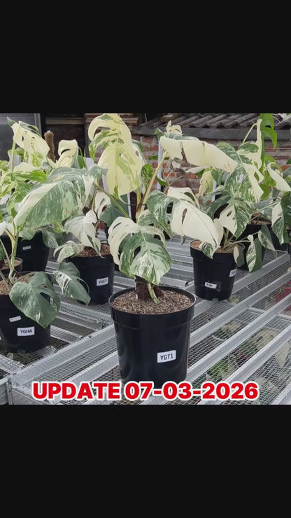 Monstera Albo Half Moon Variegated