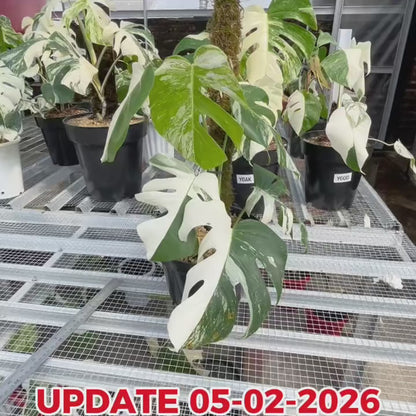 Monstera Albo Half Moon Variegated
