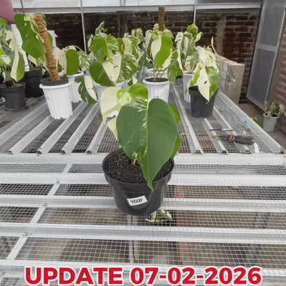 Monstera Albo Half Moon Variegated