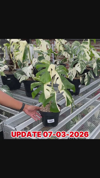 Monstera Albo Half Moon Variegated