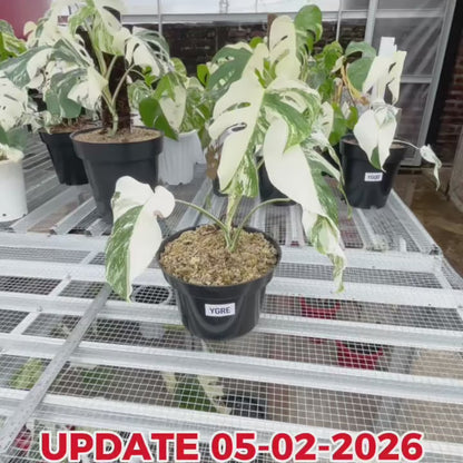 Monstera Albo Half Moon Variegated