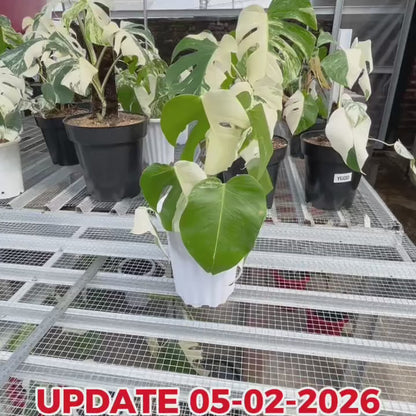 Monstera Albo Half Moon Variegated