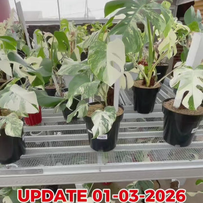 Monstera Albo Half Moon Variegated