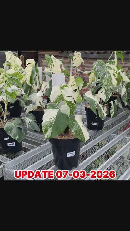 Monstera Albo Half Moon Variegated
