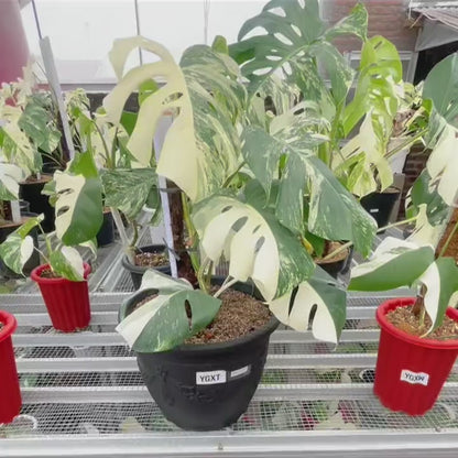 Monstera Albo Half Moon Variegated