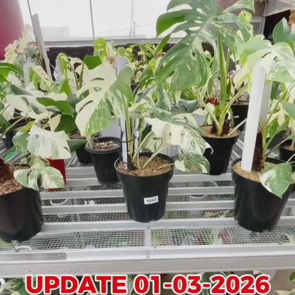 Monstera Albo Half Moon Variegated