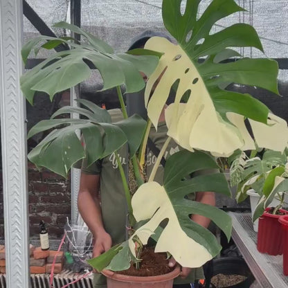 Monstera Albo Half Moon Variegated