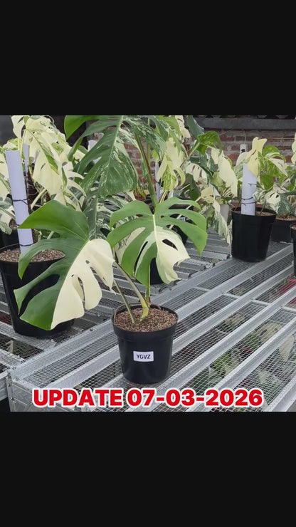 Monstera Albo Half Moon Variegated