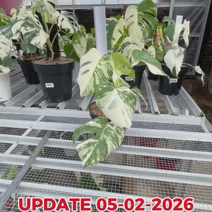 Monstera Albo Half Moon Variegated