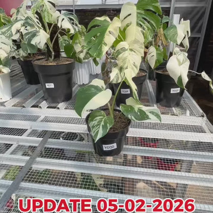 Monstera Albo Half Moon Variegated