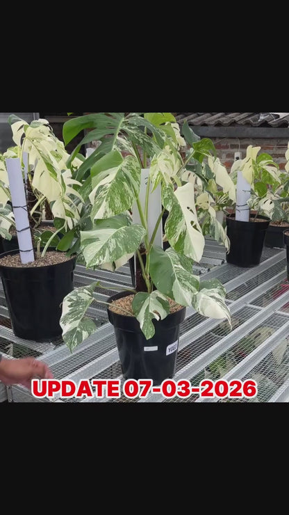 Monstera Albo Half Moon Variegated