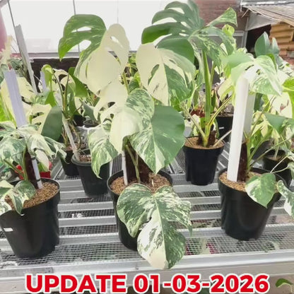 Monstera Albo Half Moon Variegated